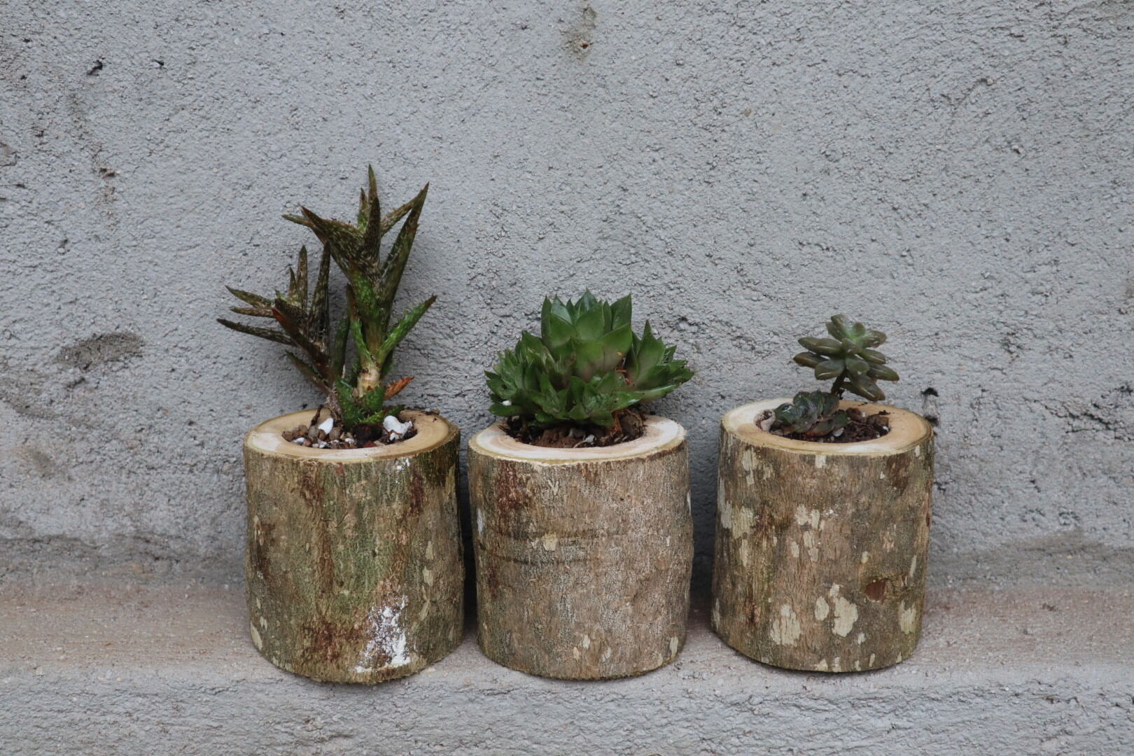 chậu gỗ trồng sen đá mộc mạc