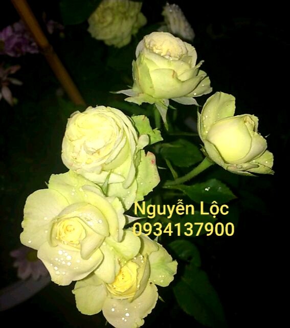 Cây hoa hồng ngoại Creamy Eden (dạng bụi)- Hoa kiểng Nguyễn Lộc- Cây giống chất lượng cao