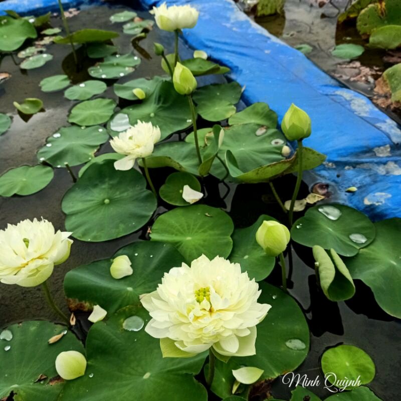 Bùn khô dùng để trồng sen (1kg)