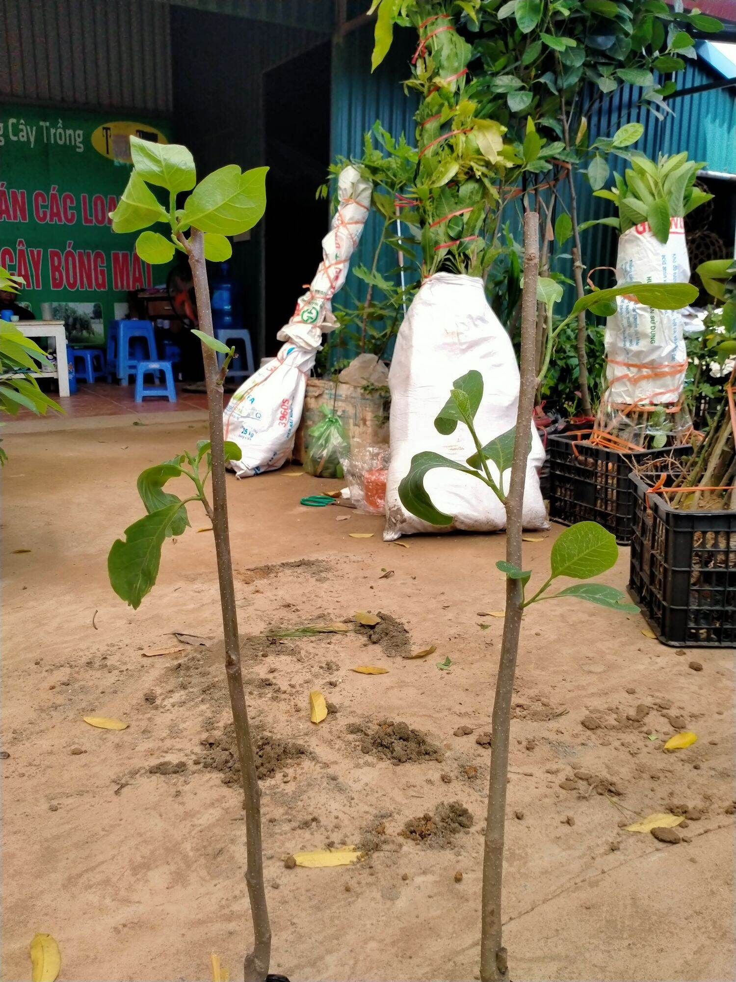 CÂY GIỐNG HOA MỘC LAN