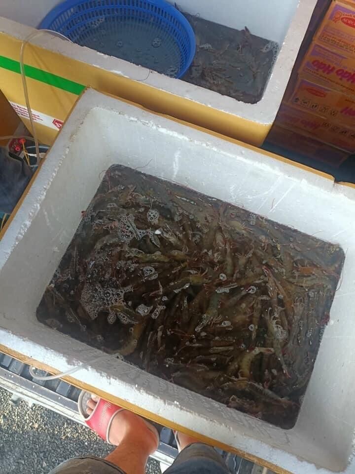 [HCM]T&ocircm tươi