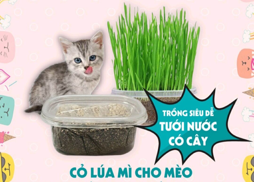 Bộ Kit trồng cỏ mèo - cỏ lúa mạch cho mèo