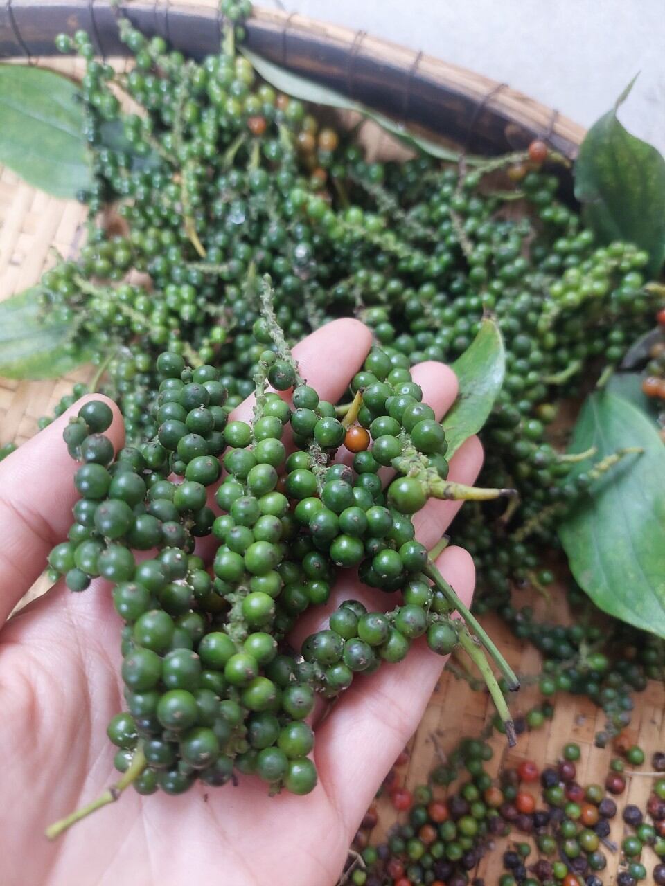 Tiêu đen nguyên hạt Tây Nguyên (200g)