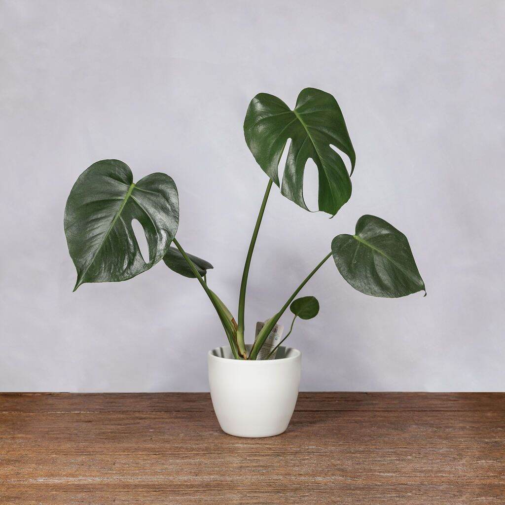 monstera deliciosa