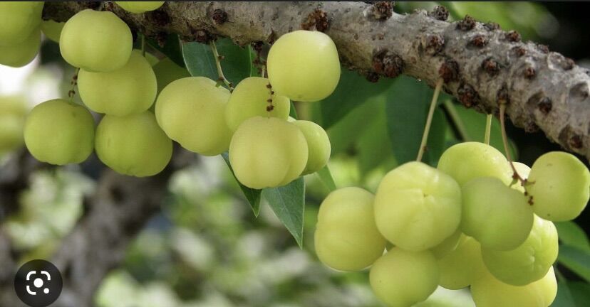 Cây chùm ruột ( cây giống )