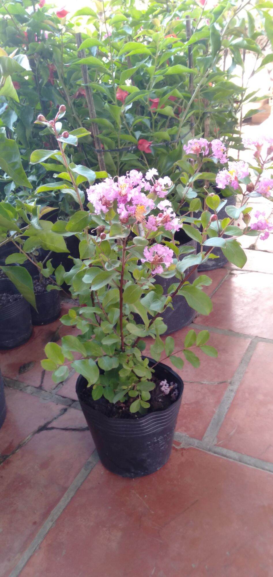 combo 5 loại Cây tường vi