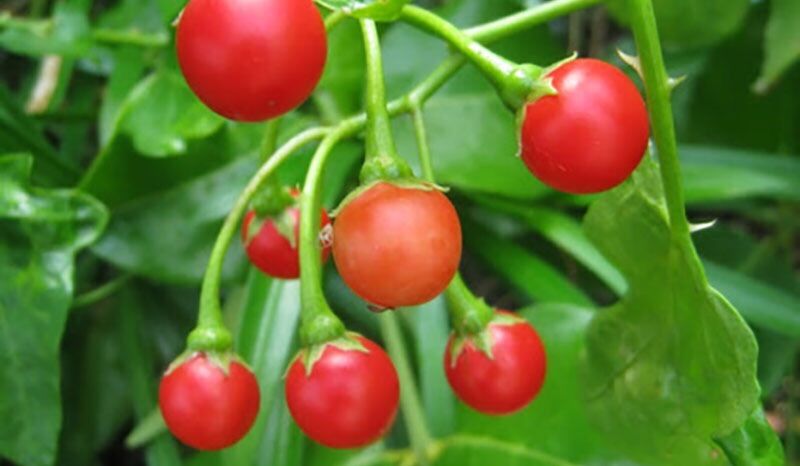Hạt giống cà gai leo 50 hạt