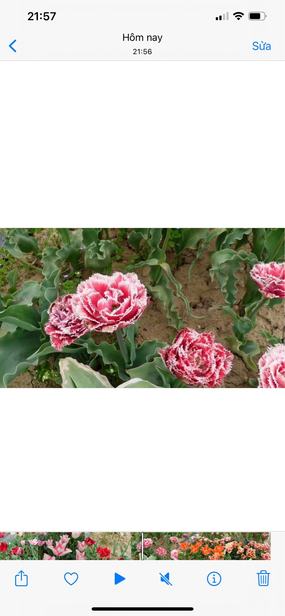 Hoa tuylip kép chuẩn tết(10 củ)