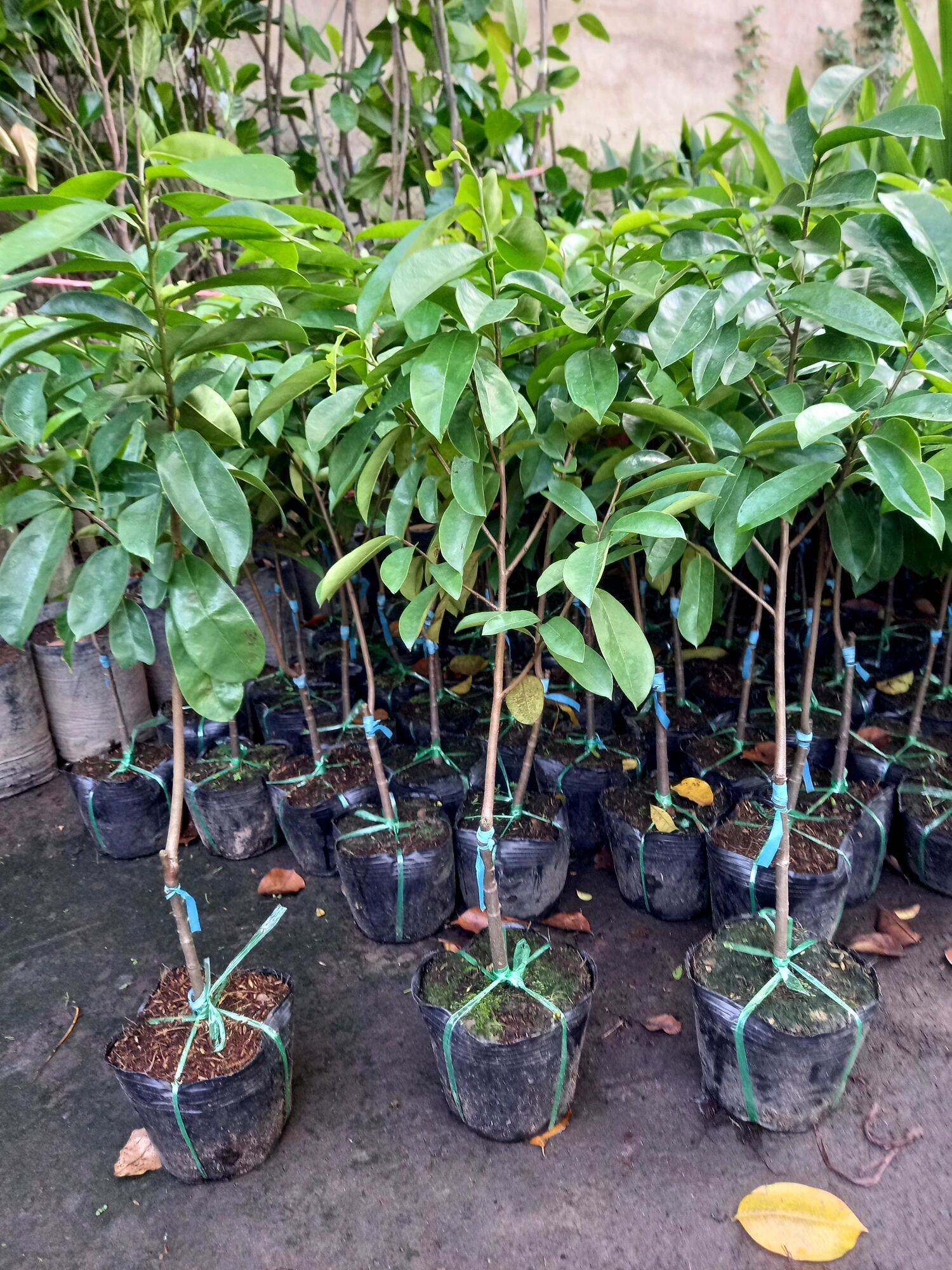 cây mãng cầu miền tây quả to.