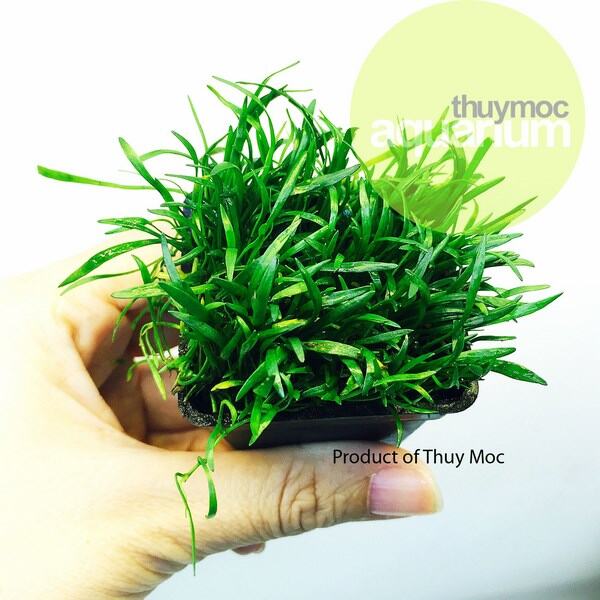 [1 Chậu] Cỏ lưỡi rắn, cây thủy sinh khỏe không cần CO2
