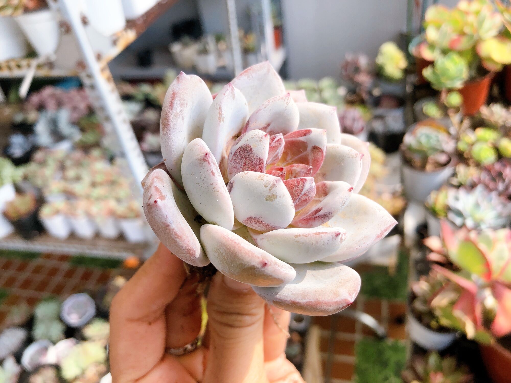 Sen đá laui lai 7-8cm