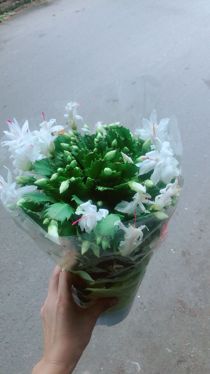 Hoa Càng Cua (Tiểu Quỳnh)