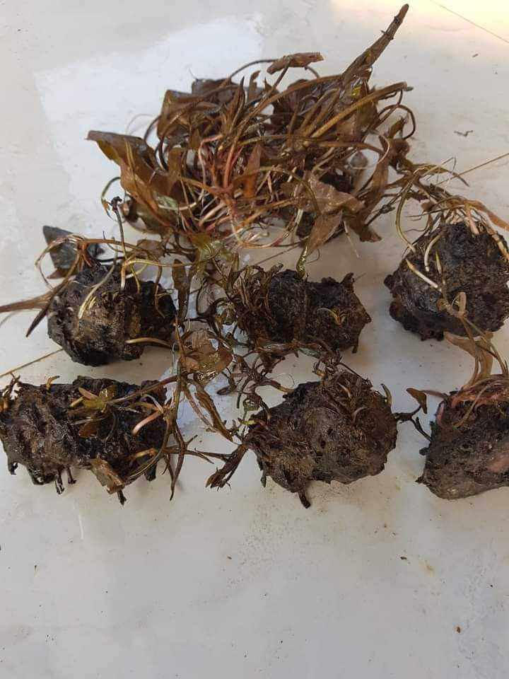 16 củ hoa súng đà lạt ăn ngó