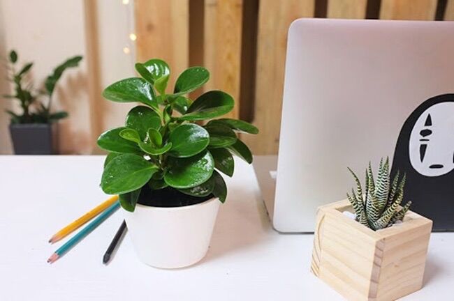 Cây trường sinh xanh để bàn