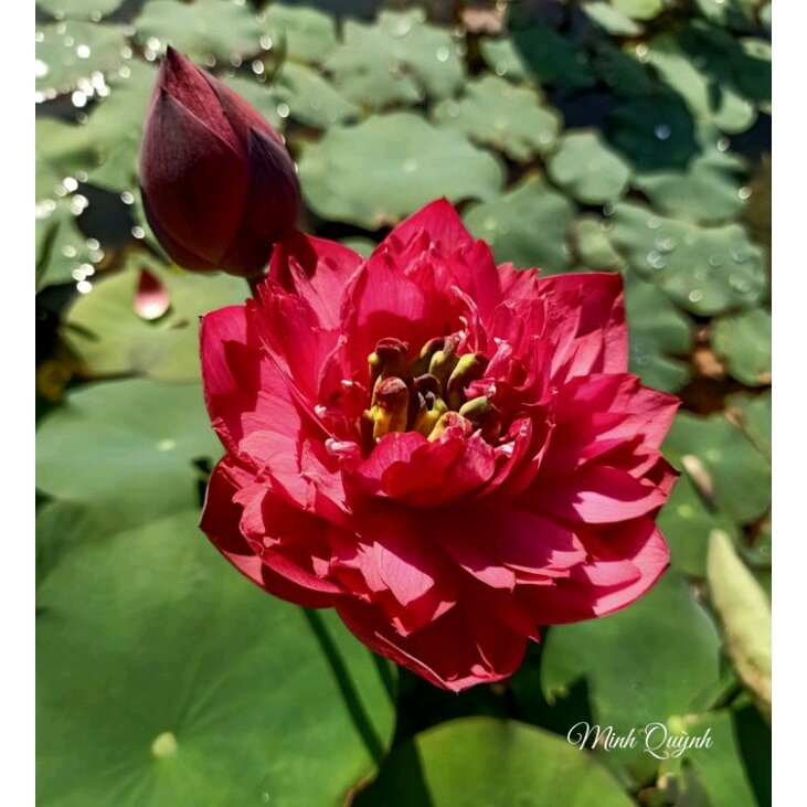 Củ sen Bát trân hồng