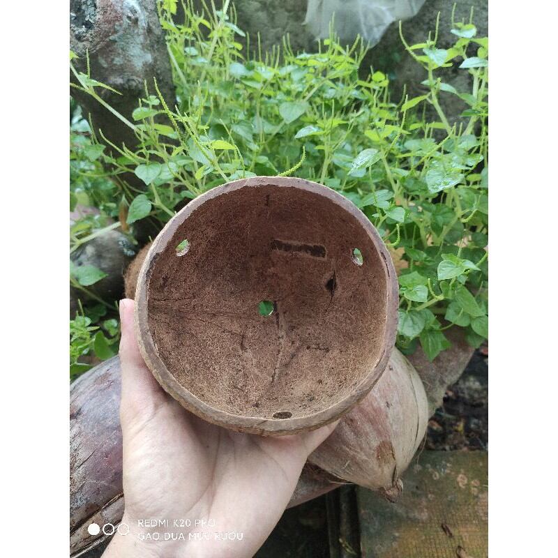 Gáo dừa trồng cây giá rẻ chậu gáo dừa
