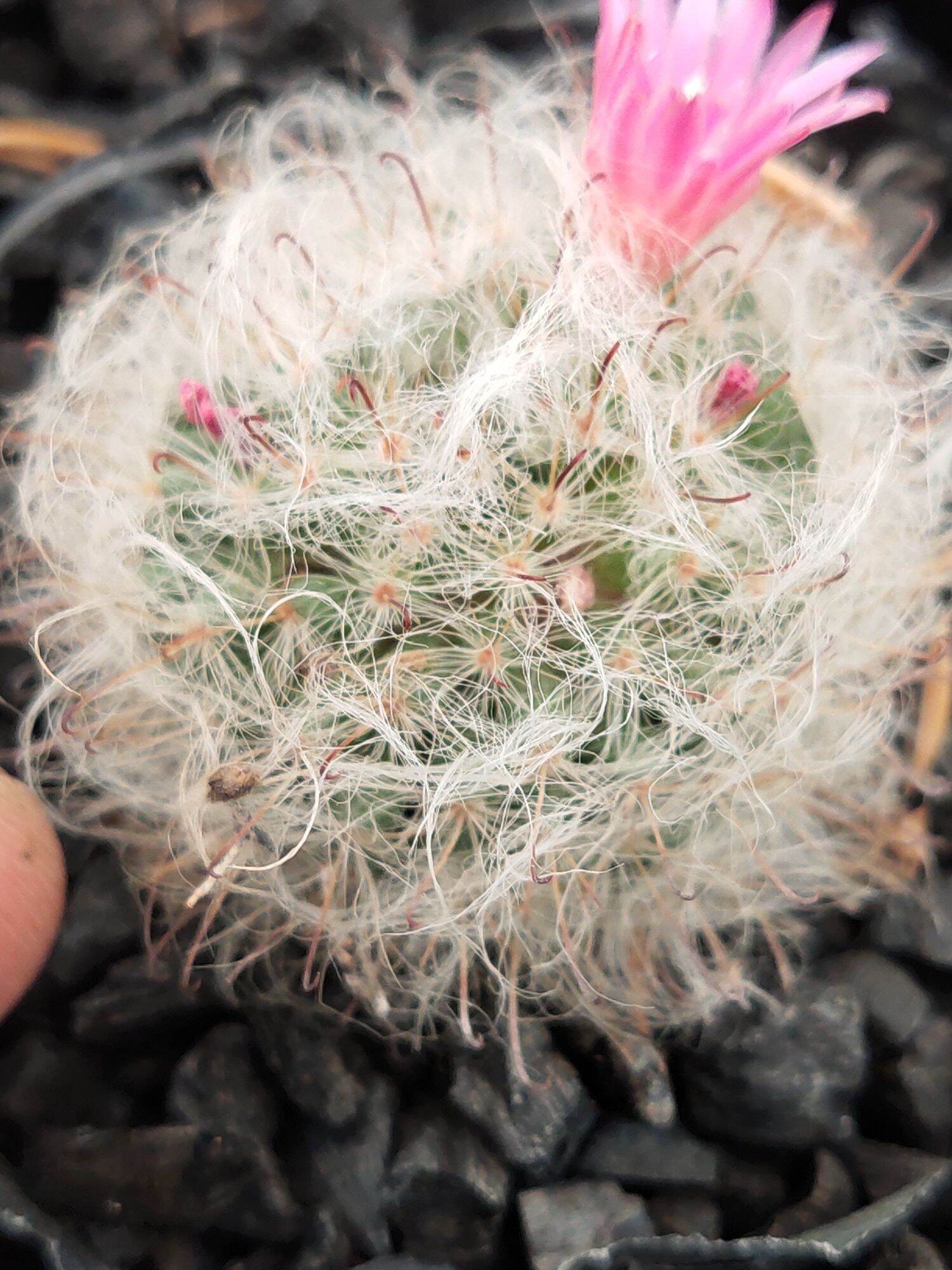 Xương Rồng Mammi Bocasana