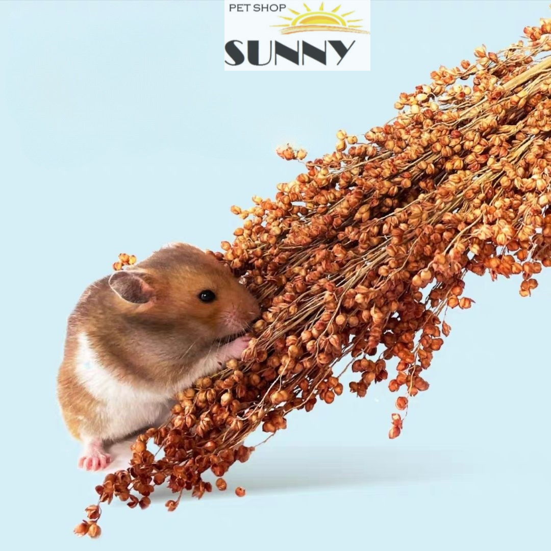 Cành nguyên hạt bobo đỏ/trắng hamster