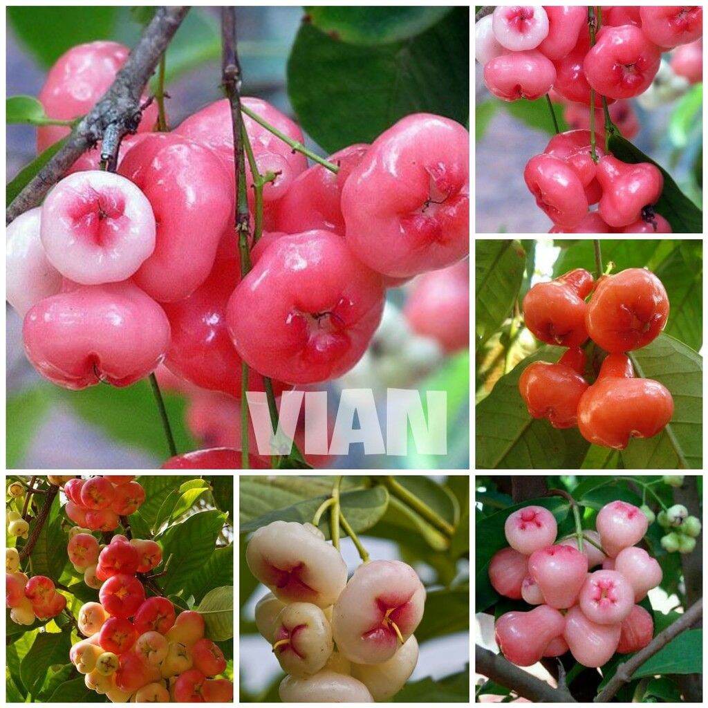 Cây giống mận hoàng yến siêu sớm
