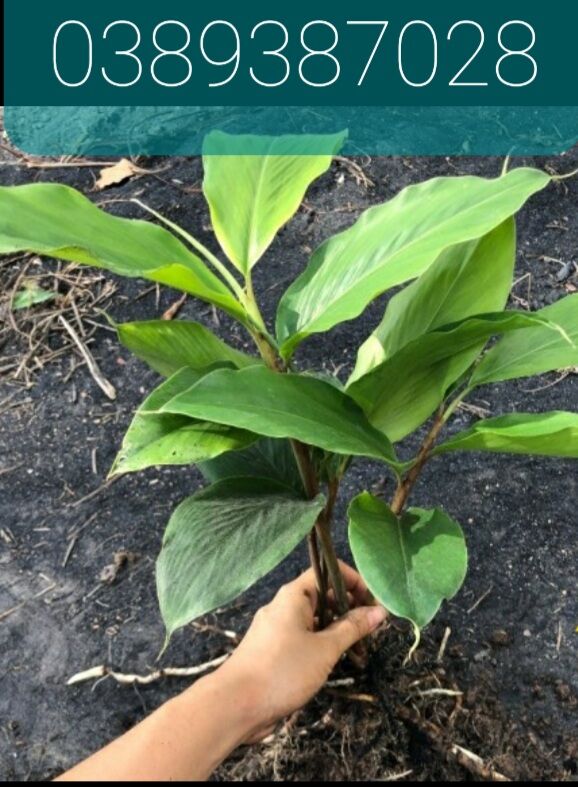 Cây ngải nàng Mén, 1 bầu giống