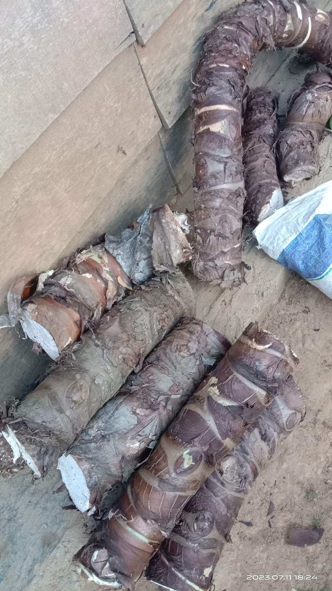 1kg củ bạc hà núi cây ráy voi. có sẵn