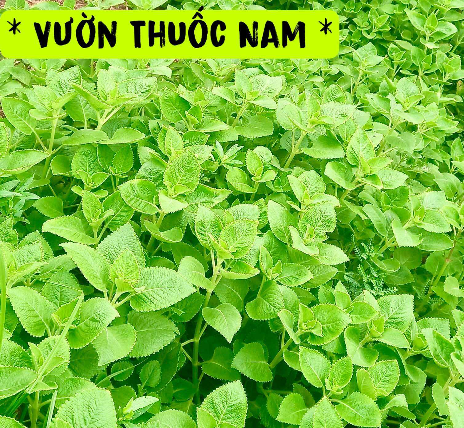 Combo 2kg cây húng chanh tươi ,rau tần dày lá tươi ,rau thơm lông tươi