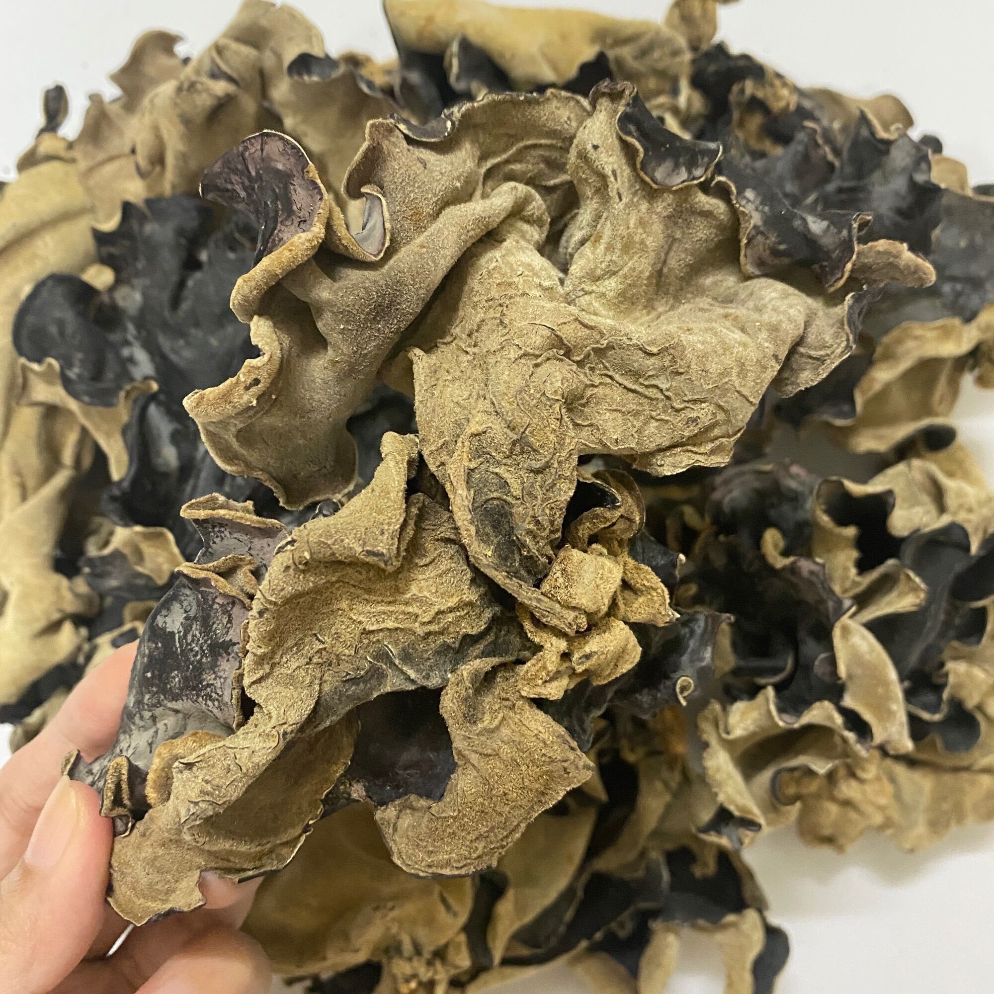 GÓI 100G NẤM MÈO, MỘC NHĨ