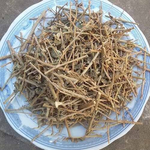 1kg cà gai leo
