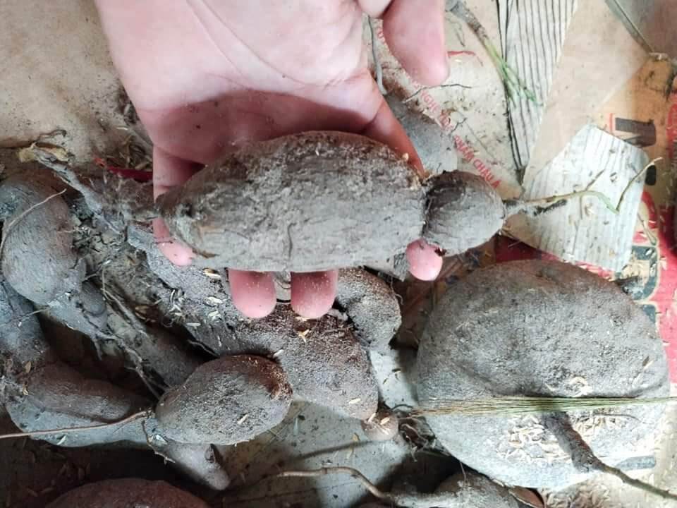 củ bình vôi, cây để bàn phong thủy