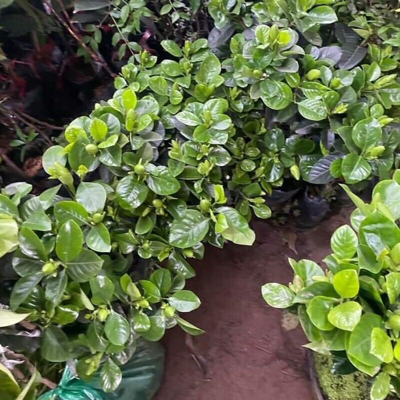 Cây Giống Bạch Thiên Hương(1 cây)