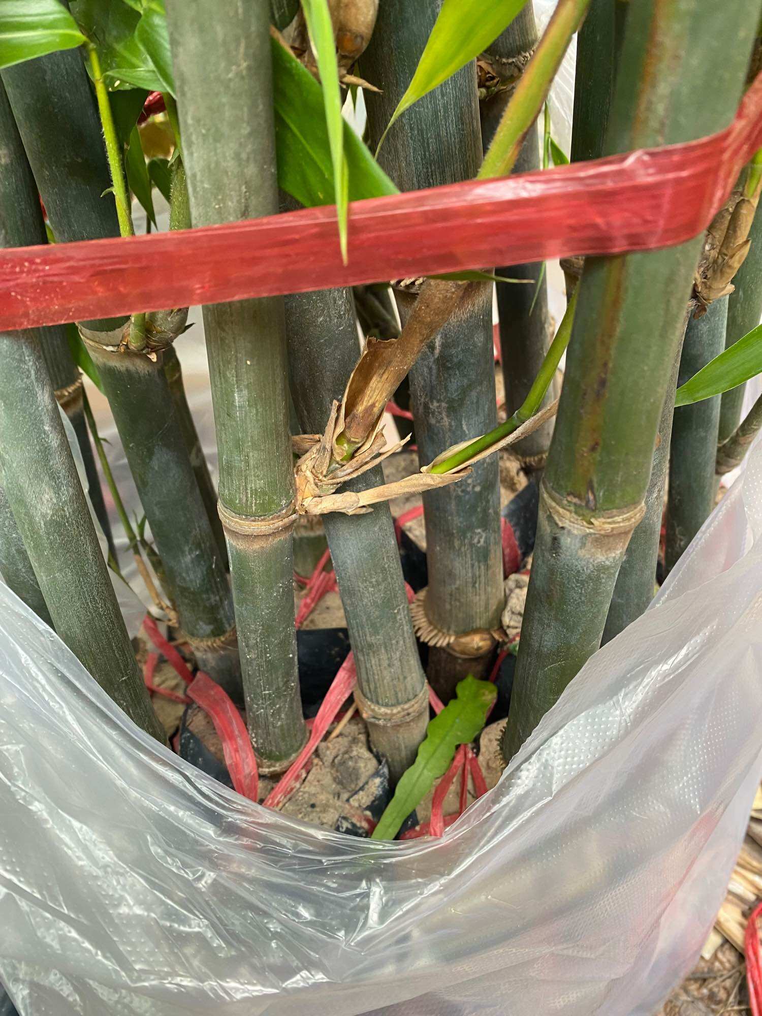 Cây Tre Tứ Quý cây giống