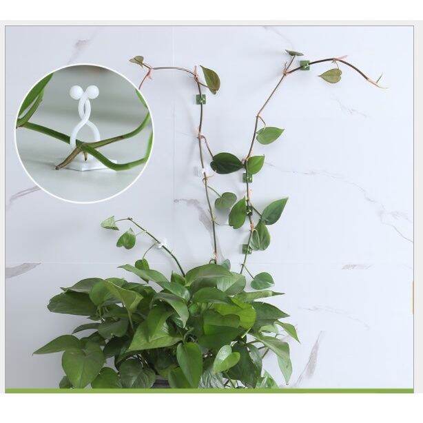 10 kẹp cố định cây dây leo