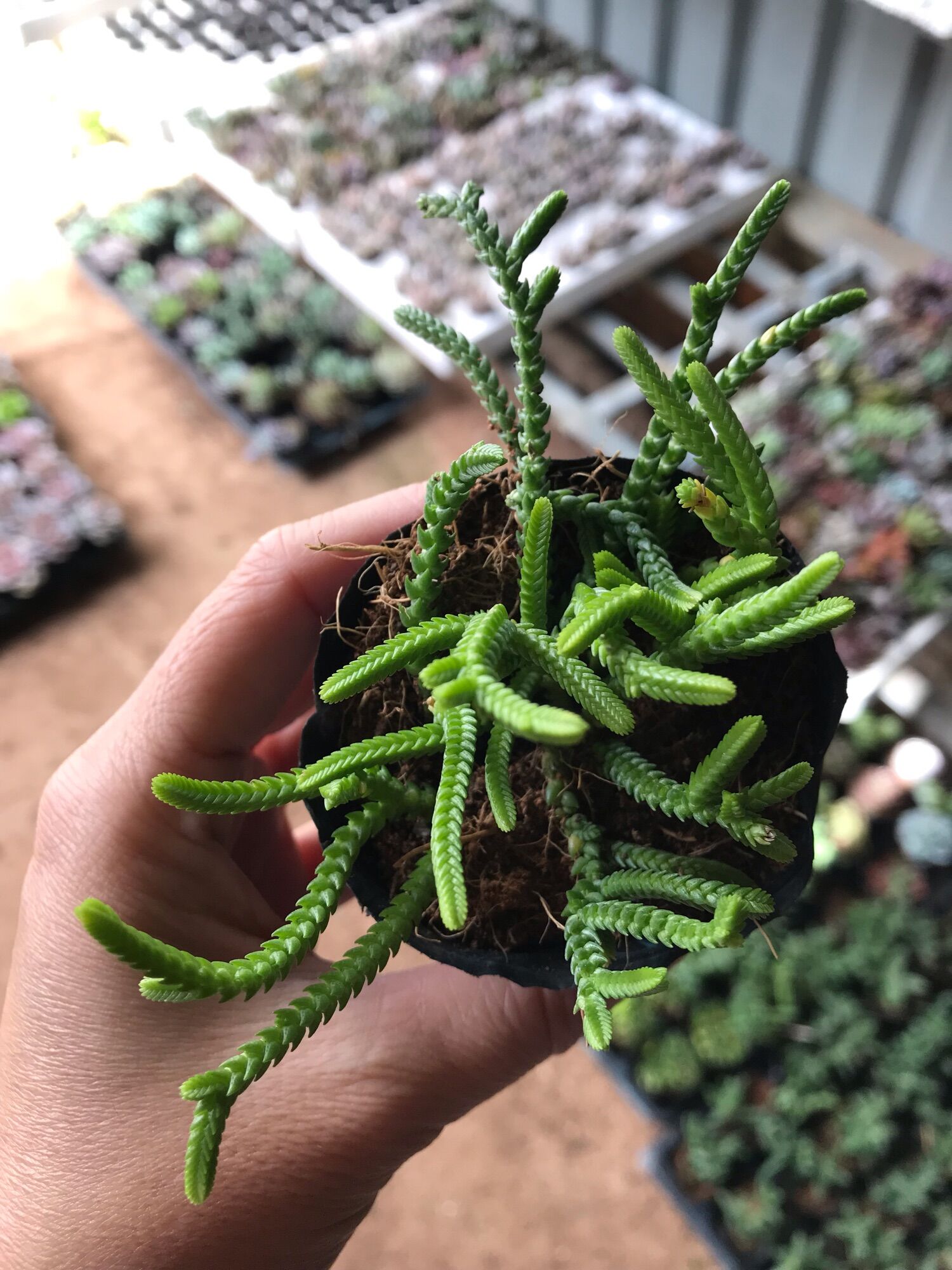 Sen đá trúc cute size bầu