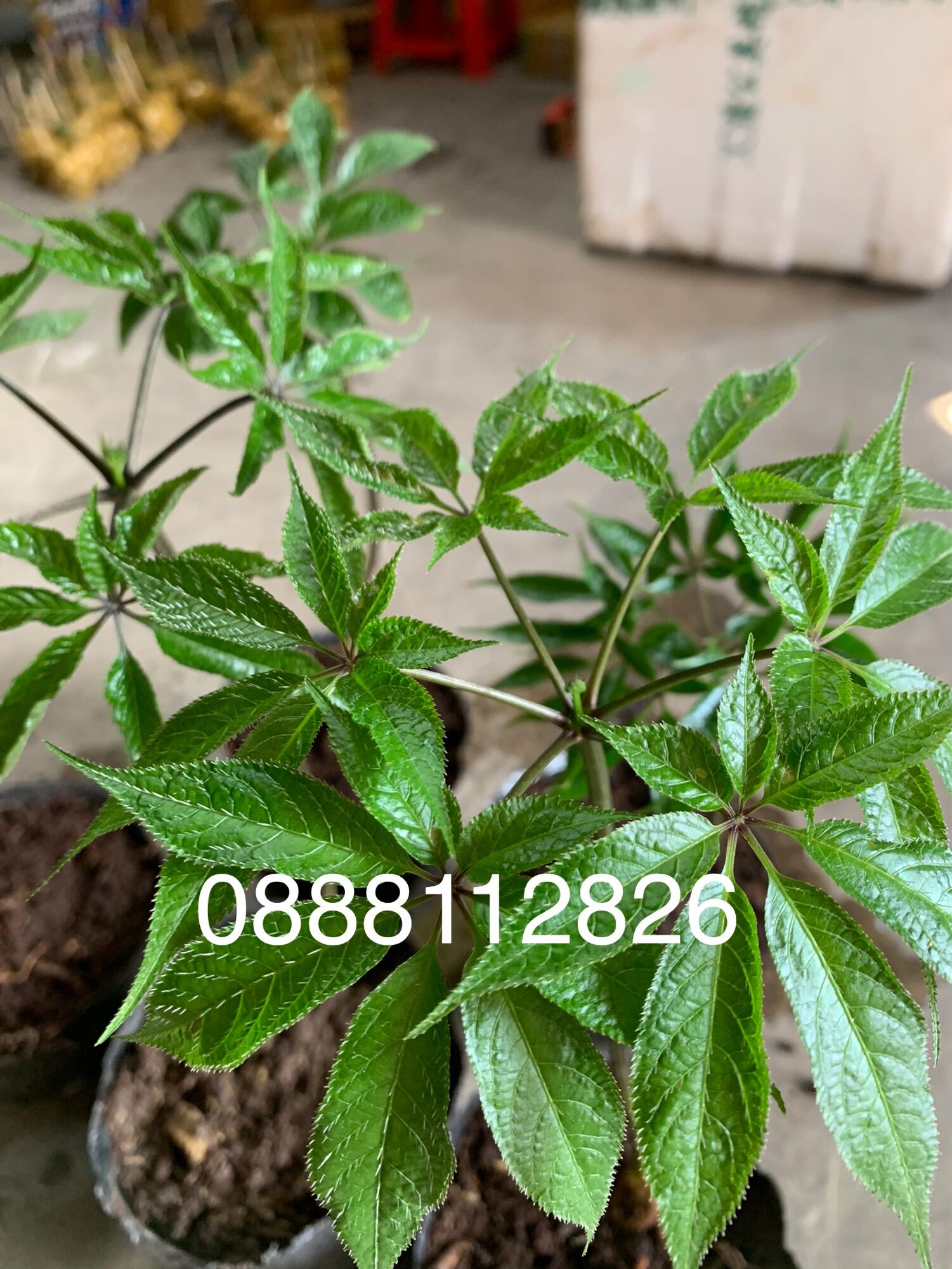 CÂY GIỐNG SÂM NGỌC LINH 4 NĂM TUỔI