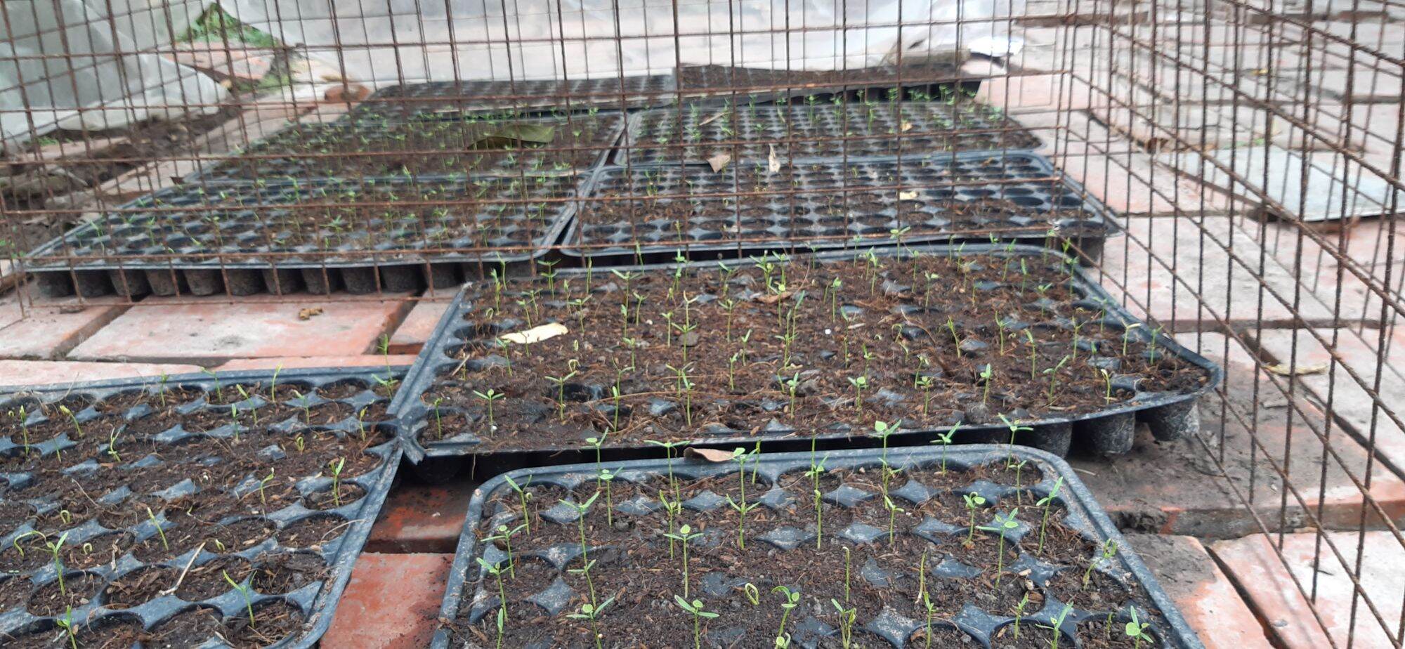 Hạt giống sương sâm lông 50 hạt