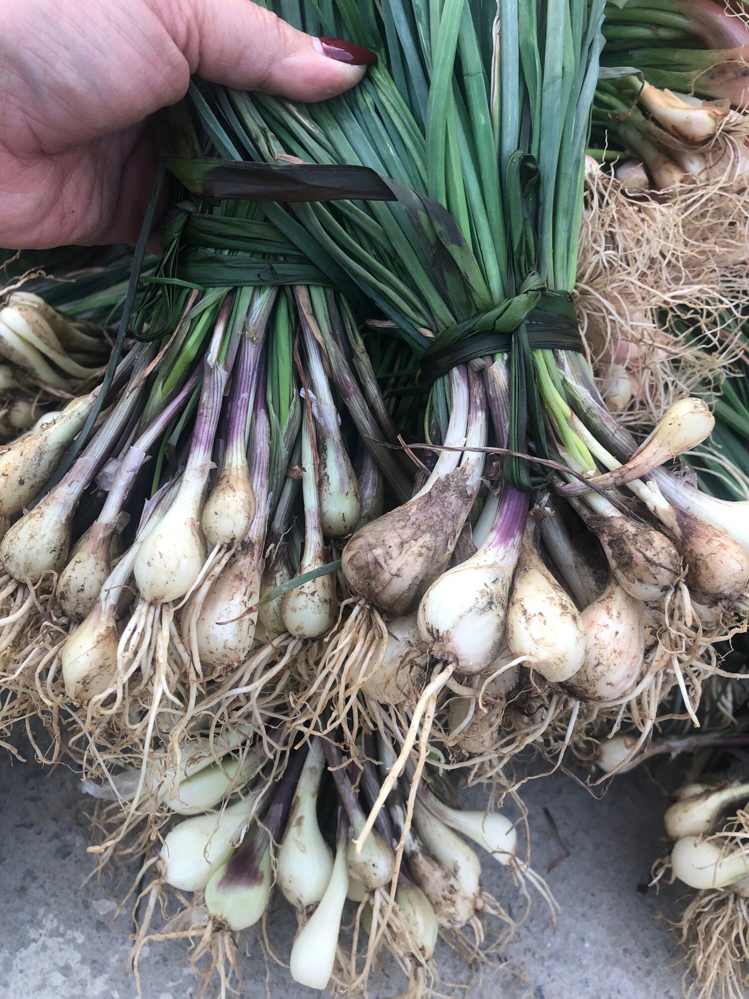 Củ kiệu tươi 150k/4kg