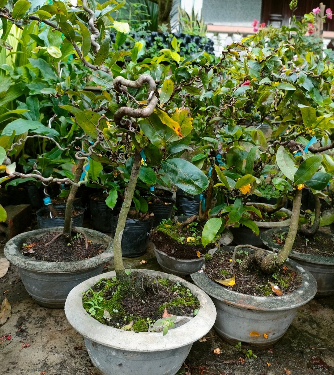 cây mai vàng tự xoắn