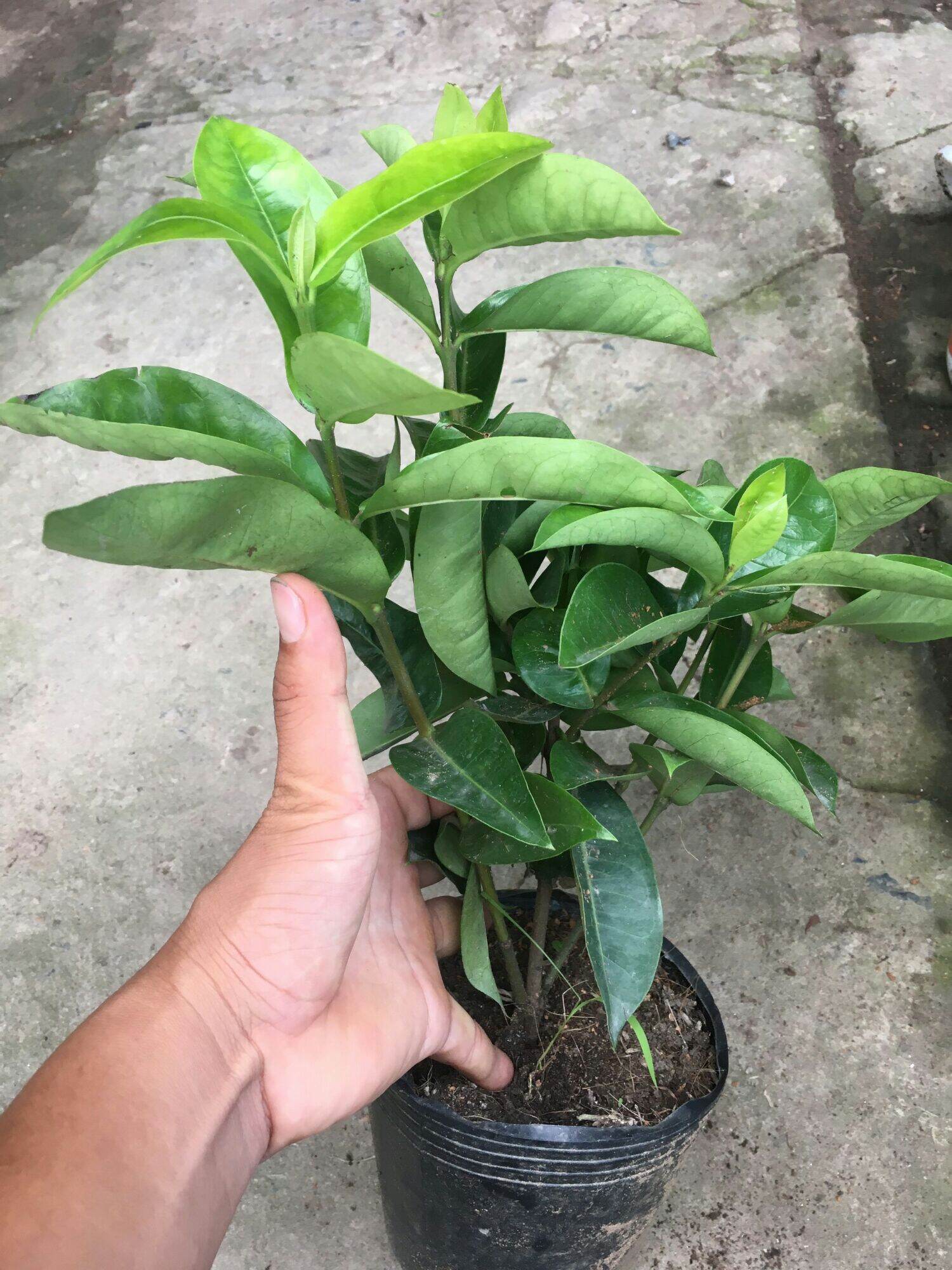 Chậu hoa trang mỹ hồng ( mẫu đơn hồng tím sen)