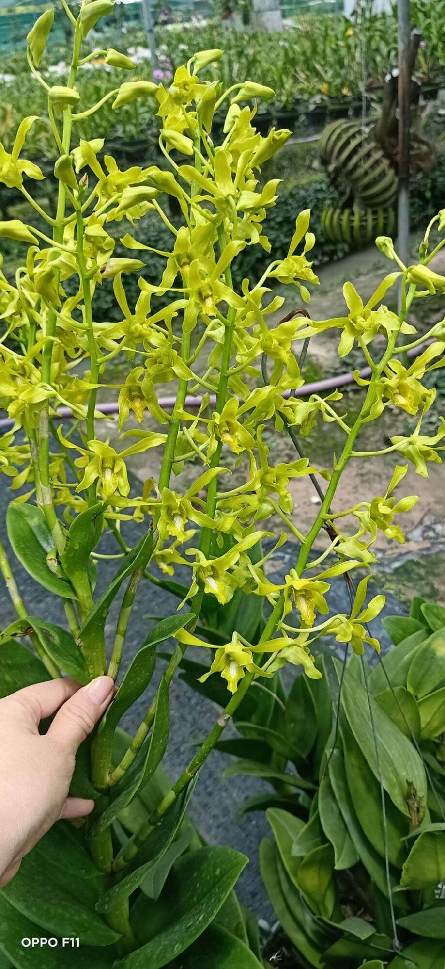 Lan denro nắng rồng xanh cây tơ đẹp