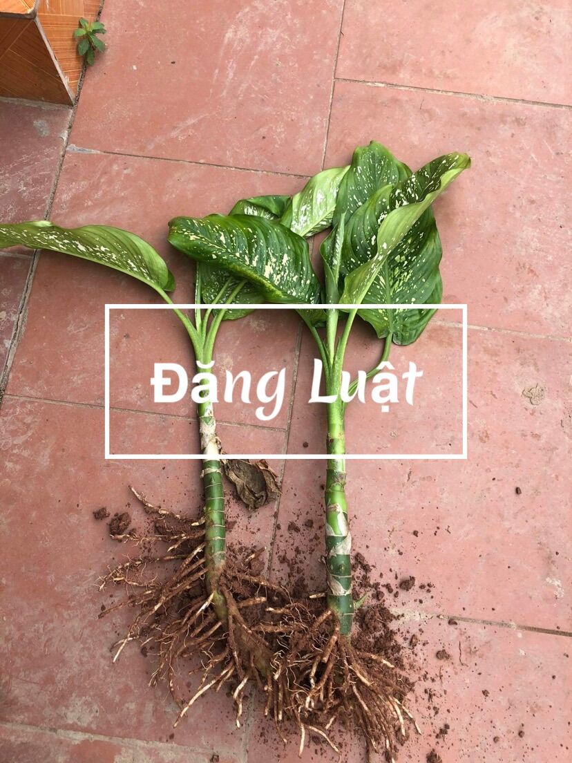 Cây vạn niên thanh