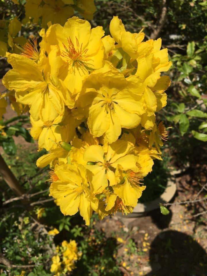 Cây giống mai dảo Thủ Đức