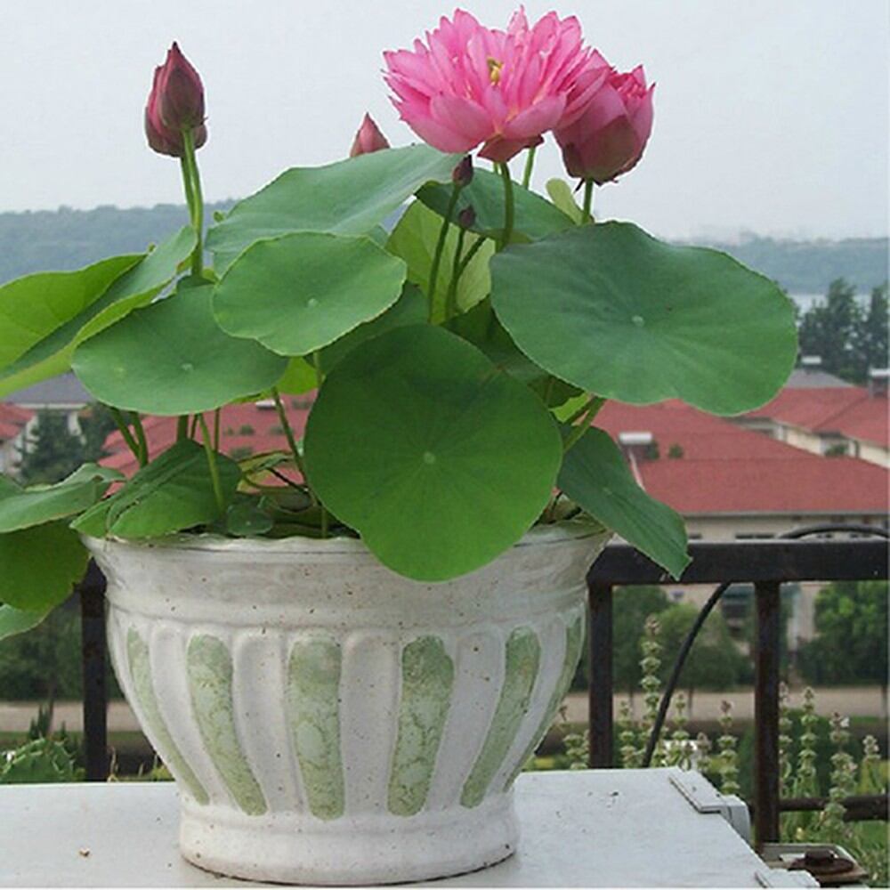 Củ giống sen mini đỏ