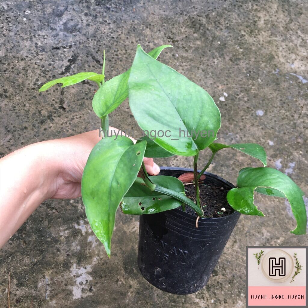 Trầu bà lá xẻ dài