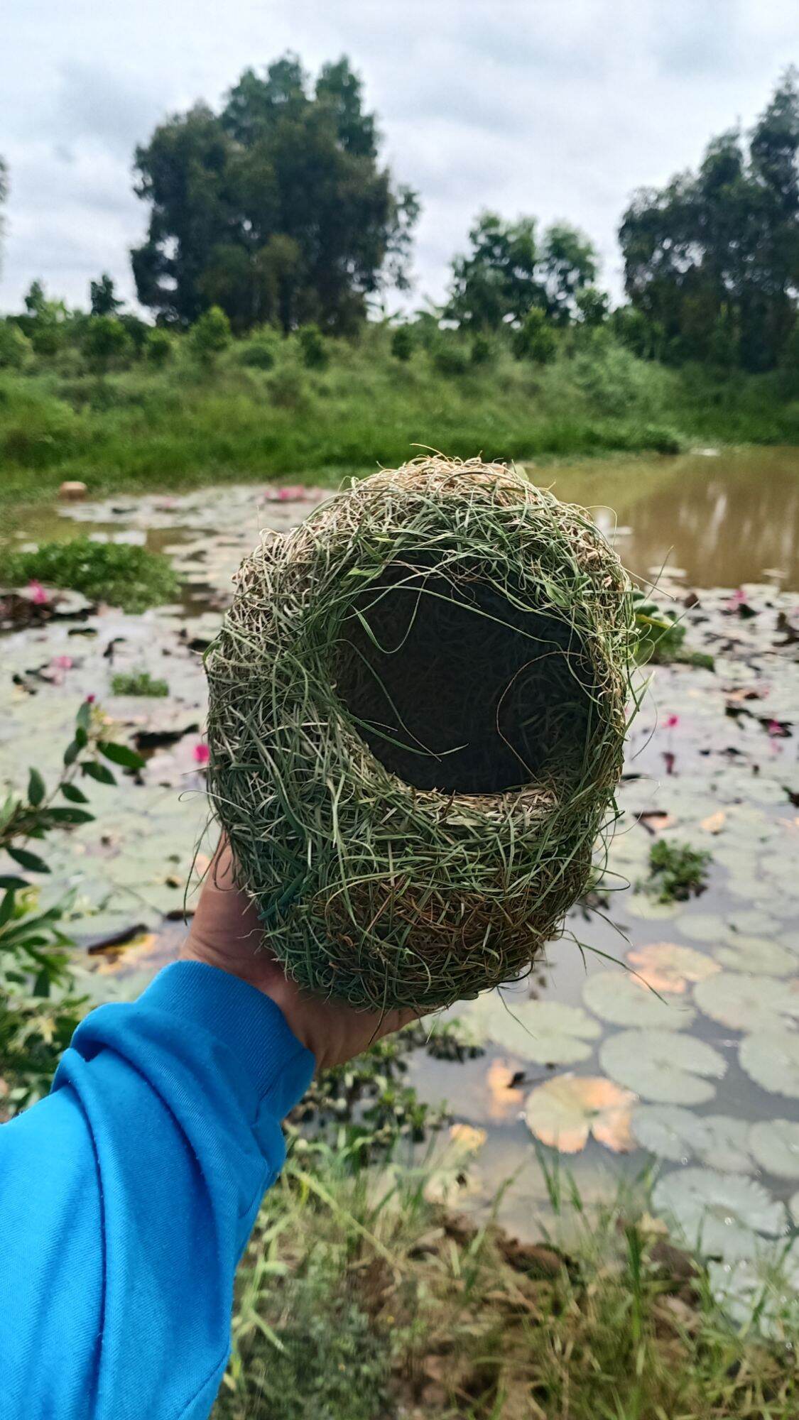 tổ chim dòng dọc trống
