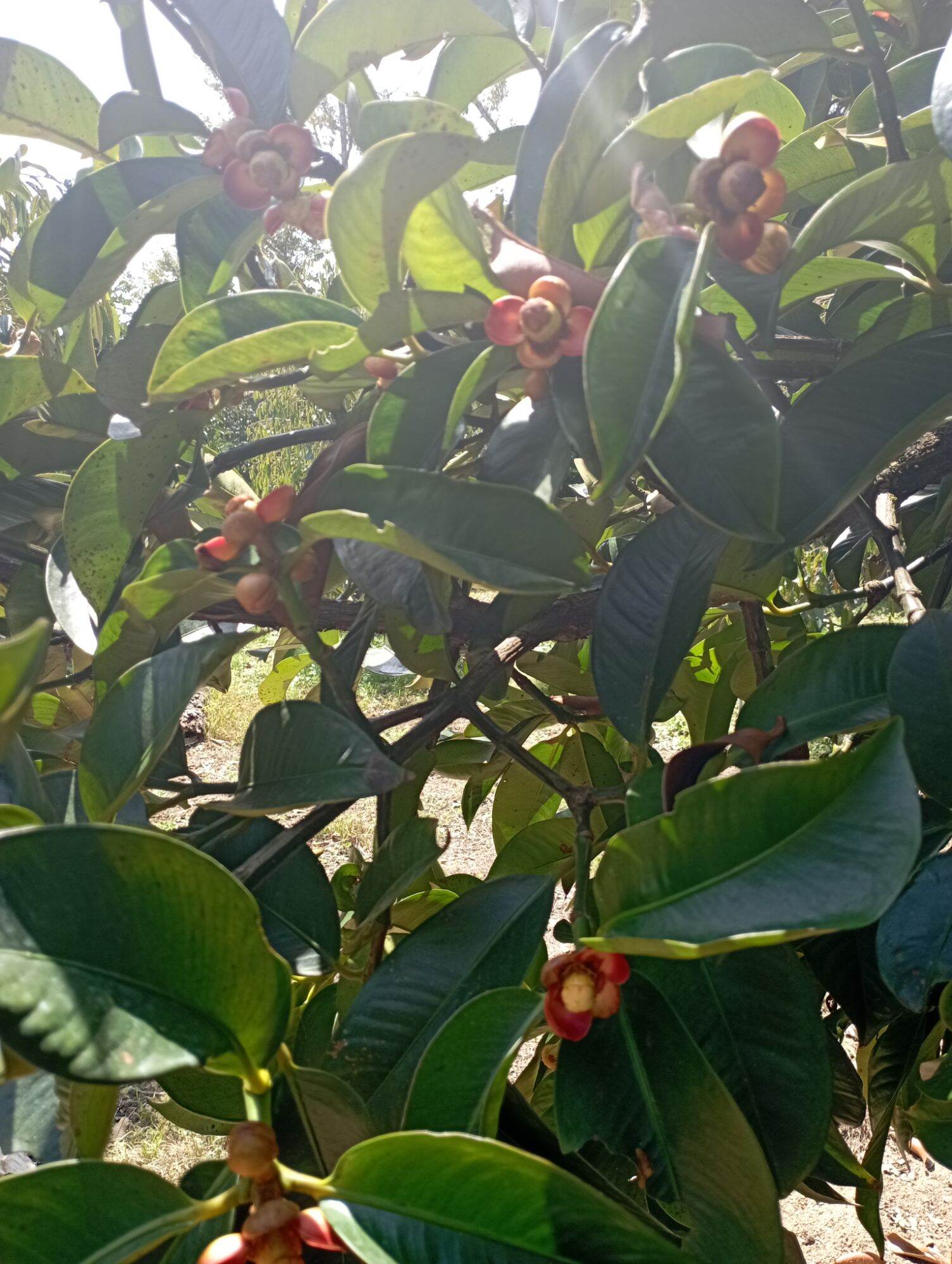 Mangosteen Winee Handmd