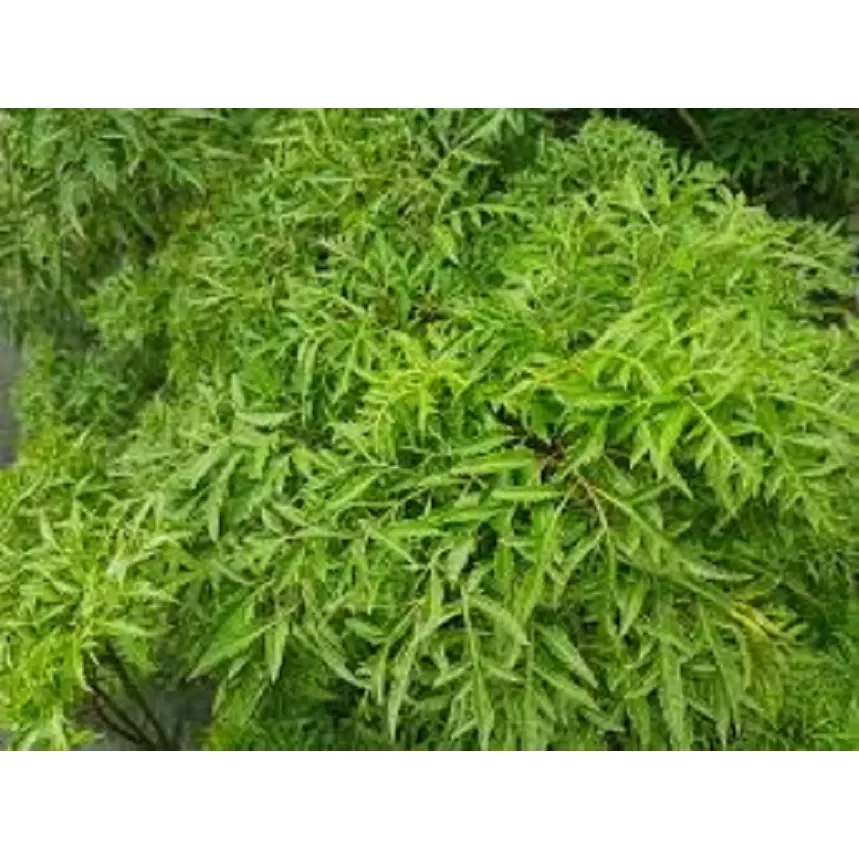 1kg thân và nhánh lá đinh lăng tươi