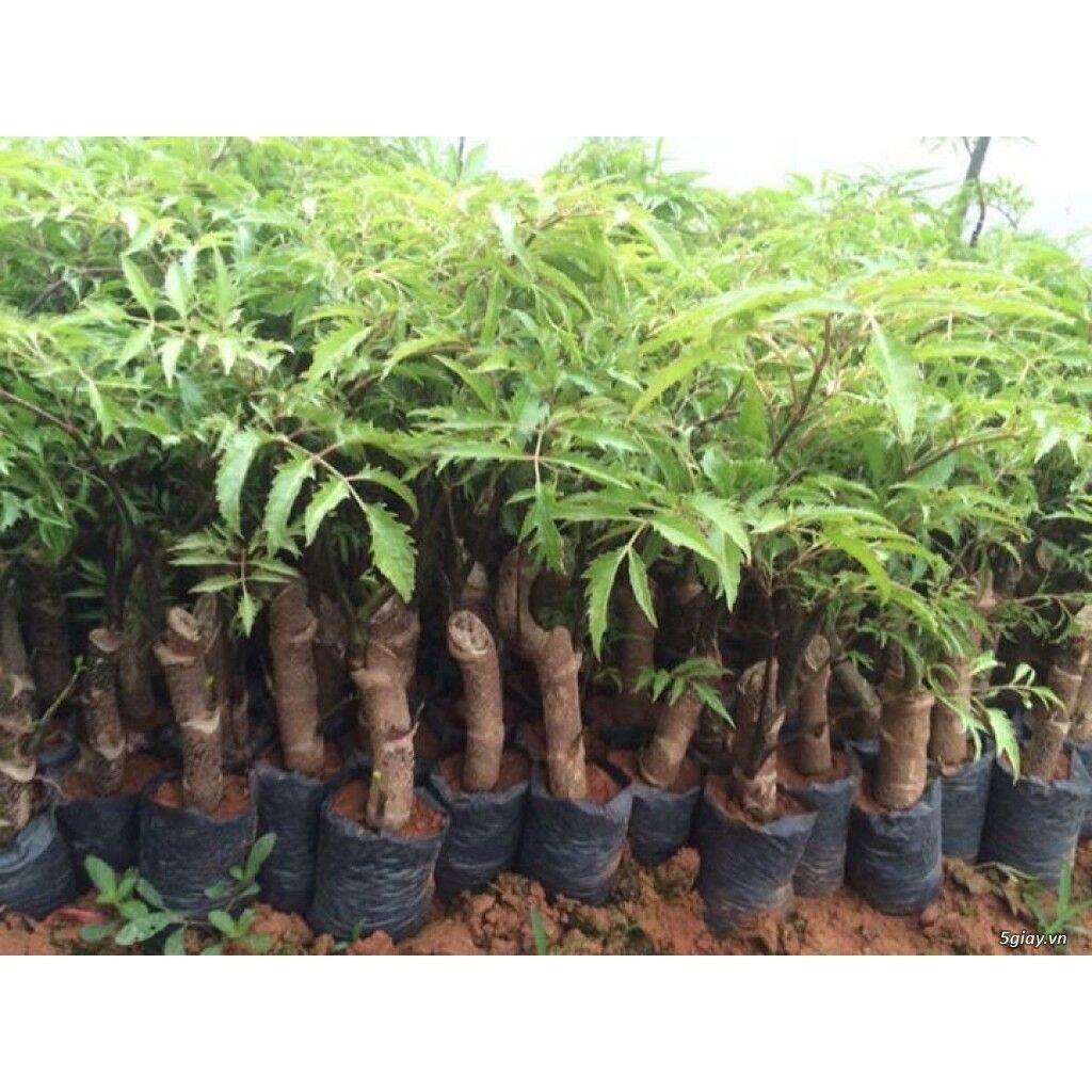 combo 10 cây đinh lăng giống