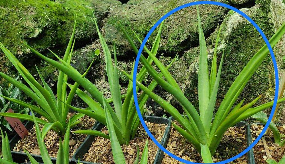 Cây lưỡi hổ lai - Sansevieria Fufu