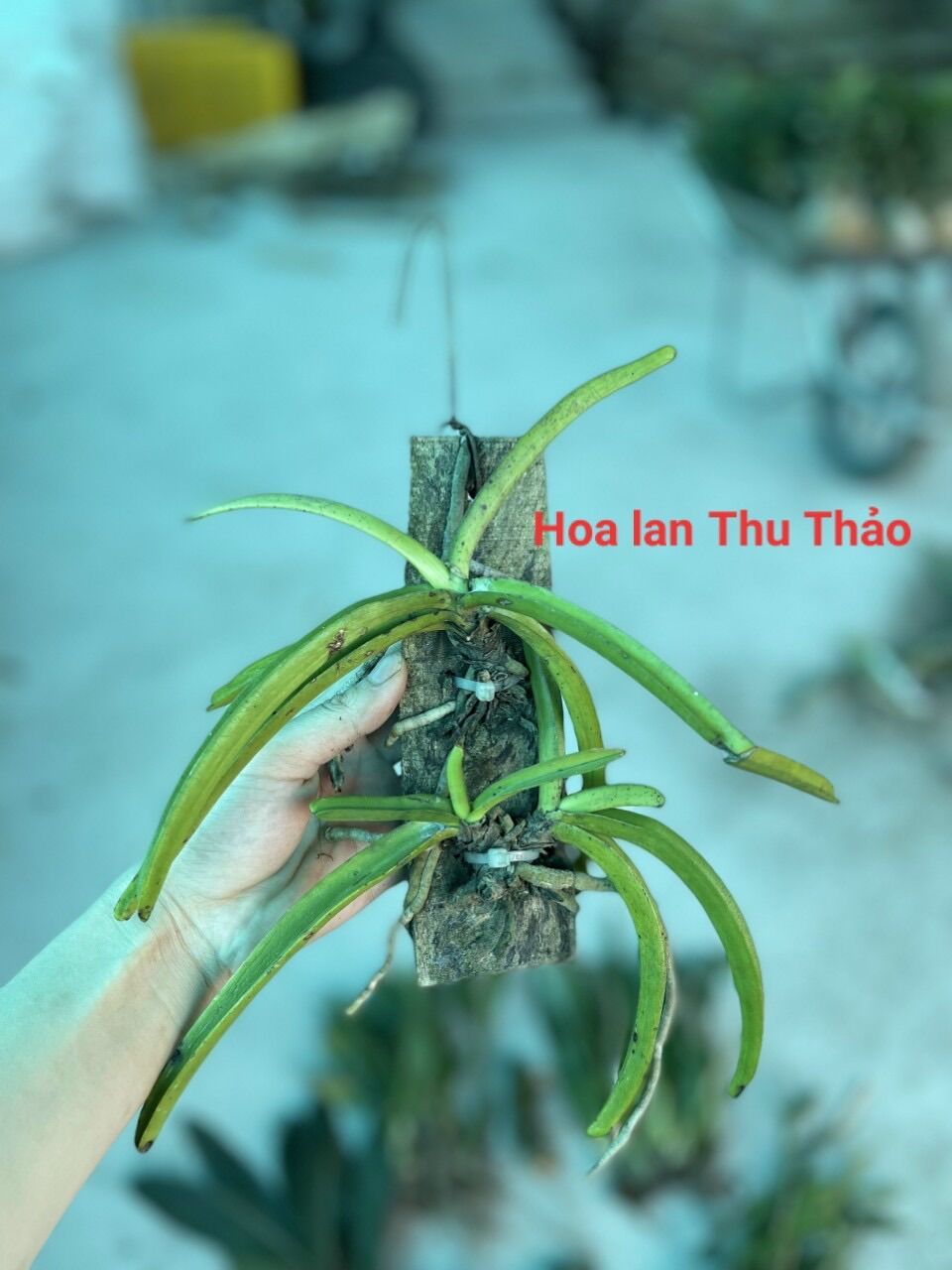 Hoa Lan đuôi chồn(sóc ta-1 bảng 2 cây)