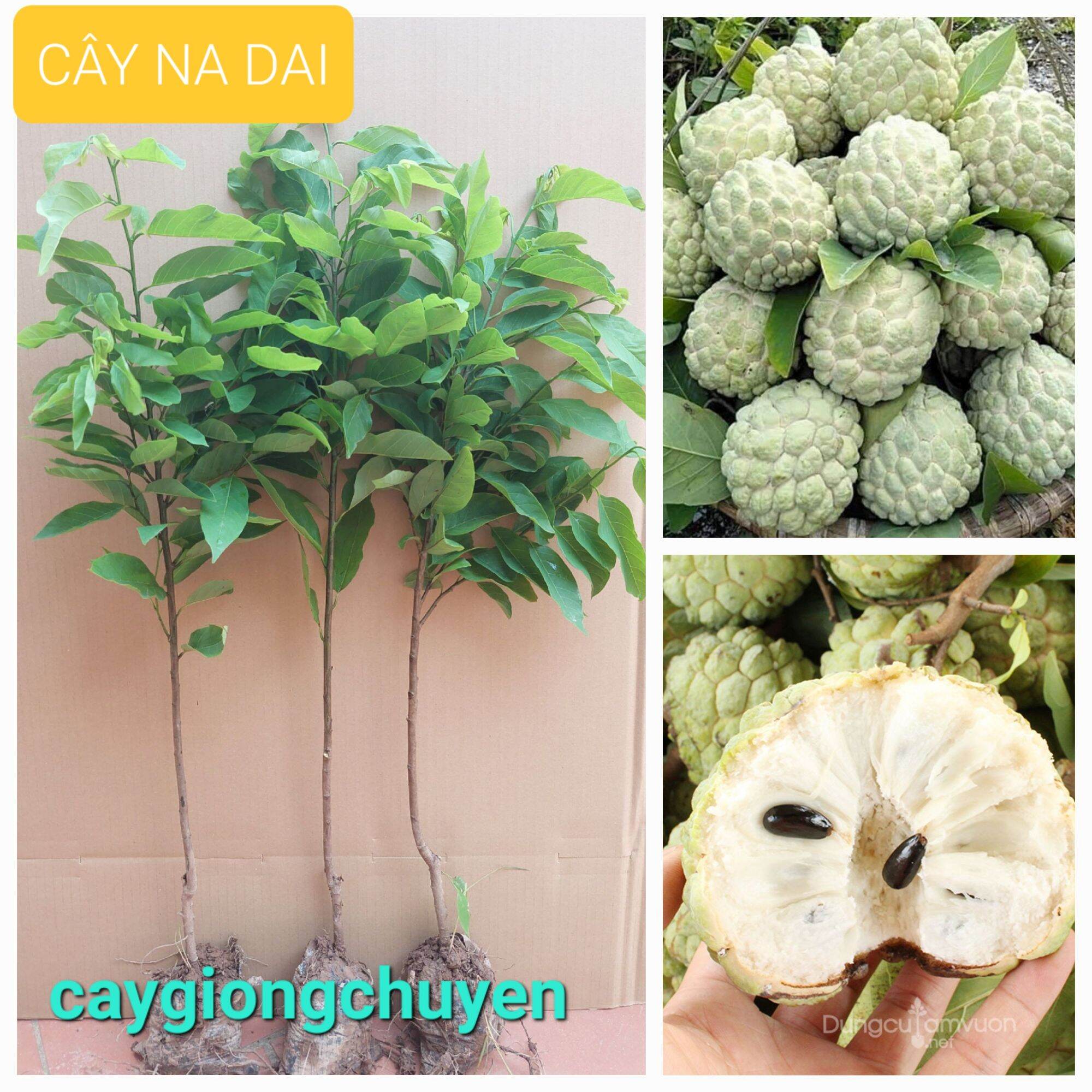Giống cây na dai